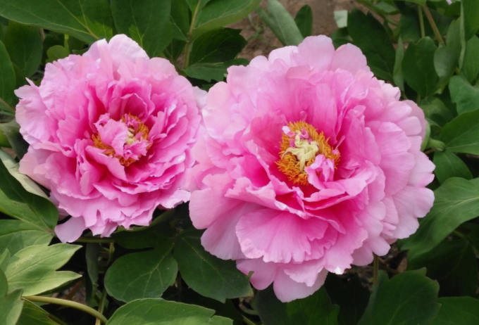 牡丹籽油精煉脫酸，企鵝機(jī)械設(shè)備較好掌控生產(chǎn)條件(圖1)